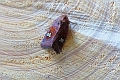 11 08 13_Moths_6629_edited-1